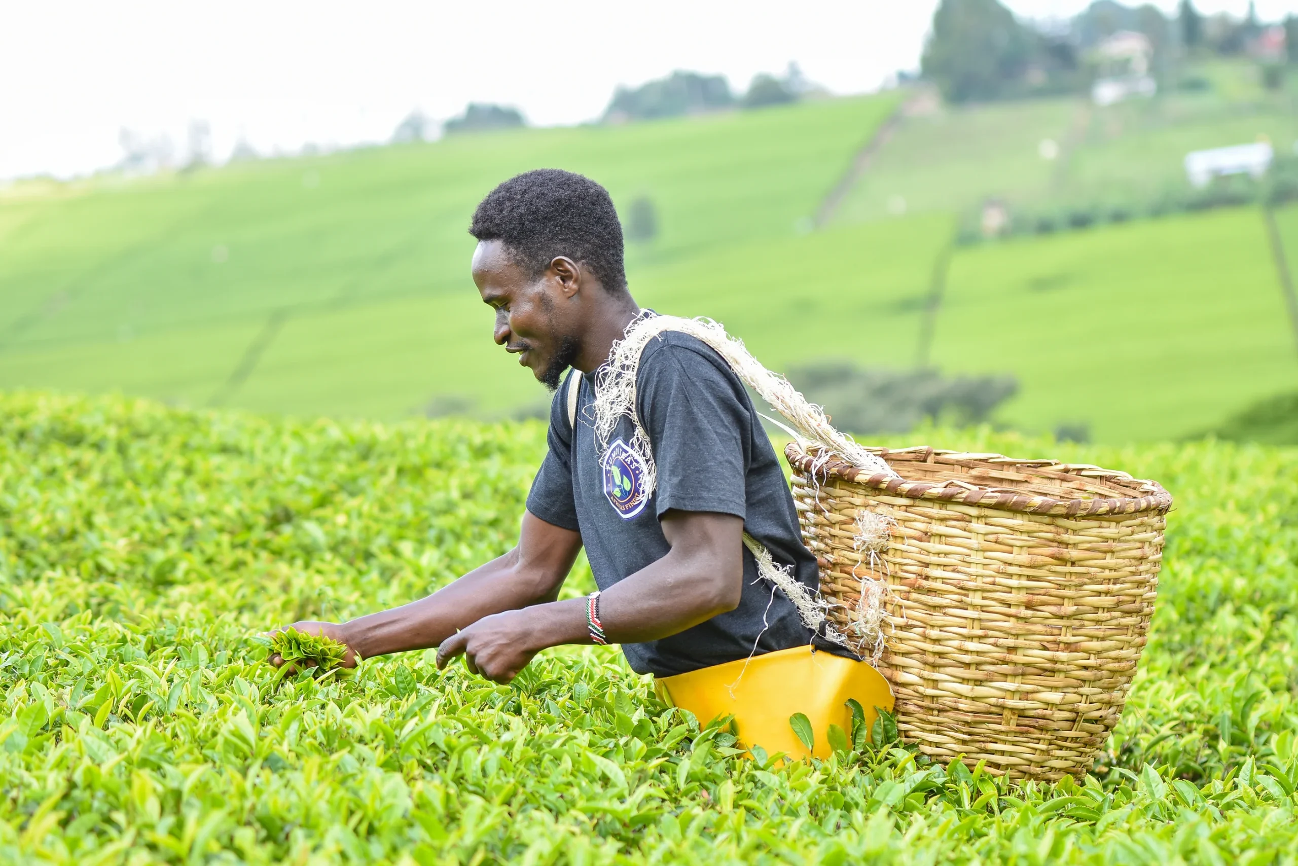 Kenyan tea farmers